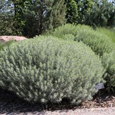 Baby blue rabbitbrush